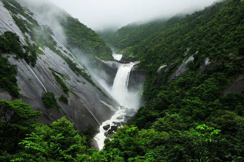 Rừng mưa Yakushima